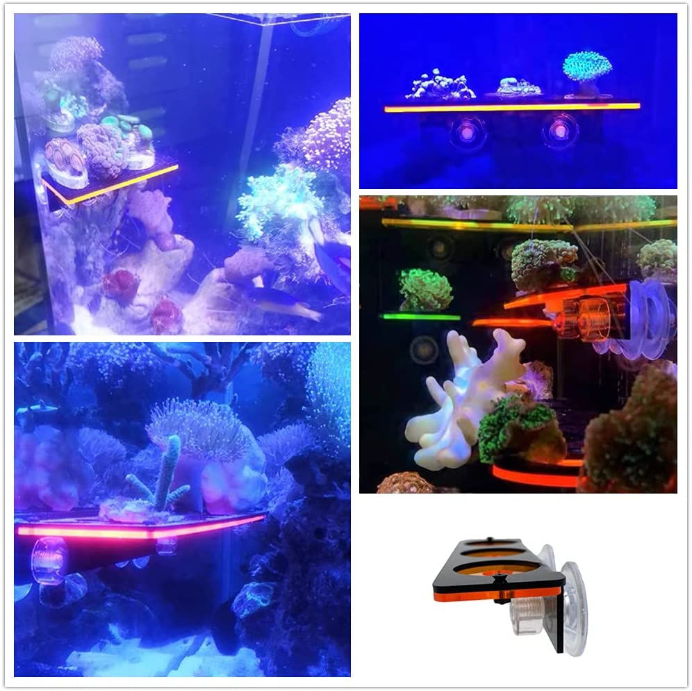 Fluorescent Coral Frag Plug Br - Marine Aquarium Design ulasan dan harga